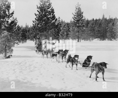HUNDESCHLITTEN-TEAM Stockfoto