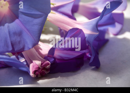 Morning Glory Blumen lag in der Sonne, jeweils in einer anderen Phase des kurzen Tages-Lebens. Stockfoto