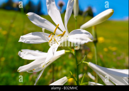 St-Bruno Lily (Paradisea Lilliastrm). Alpine Sommerwiese.  Berner Alpen der Schweiz. Stockfoto