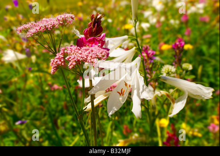 St-Bruno Lily (Paradisea Lilliastrm). Alpine Sommerwiese.  Berner Alpen der Schweiz. Stockfoto