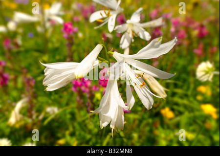 St-Bruno Lily (Paradisea Lilliastrm). Alpine Sommerwiese.  Berner Alpen der Schweiz. Stockfoto