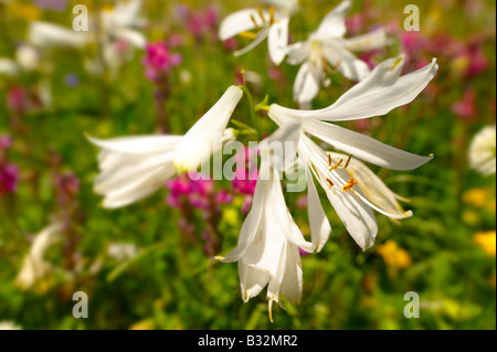 St-Bruno Lily (Paradisea Lilliastrm). Alpine Sommerwiese.  Berner Alpen Stockfoto