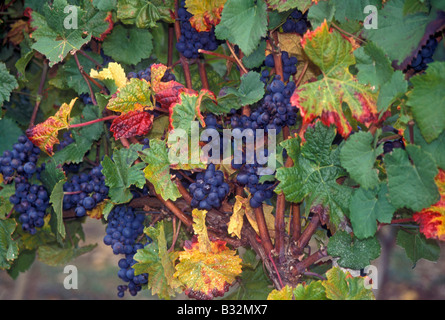 Frankreich-Burgund-Weinberg Stockfoto