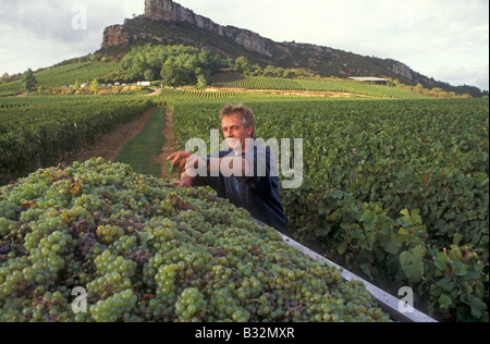 Frankreich-Burgund-Weinberg Stockfoto