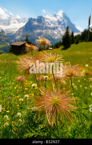 Alpine Avens Samenköpfe. Alpine Sommerwiese.  Berner Alpen. Stockfoto