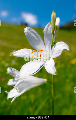 St-Bruno Lily (Paradisea Lilliastrum). Alpine Sommerwiese.  Berner Alpen Stockfoto