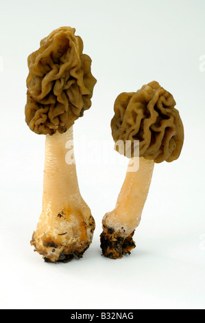 Frühe Morel, False Morel (Verpa Bohemica, Ptychoverpa Bohemica) Stockfoto