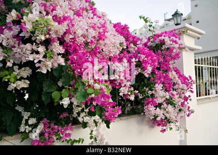 Blüht rosa und weiße Blüten der Bougainvillea in Marmaris Stadt Mugla Türkei Stockfoto