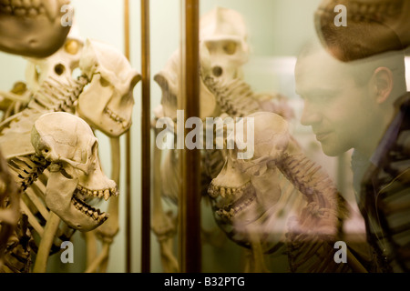 Mann sucht in einem Glaskasten Ausstellung von Primaten Skeletten in einem Museum. Stockfoto
