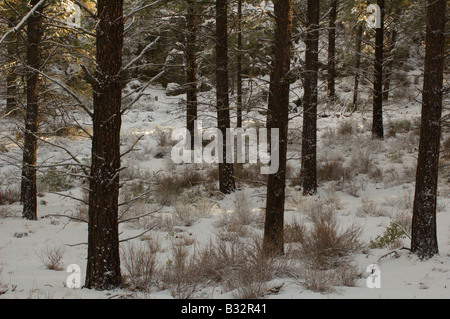 Ein offener Wald der Gelb-Kiefer ist im späten Nachmittag Sonnenlicht mit einer Prise Neuschnee in Oregon Cascades Schecken. Stockfoto