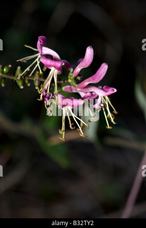 Rosa Geißblatt Stockfoto