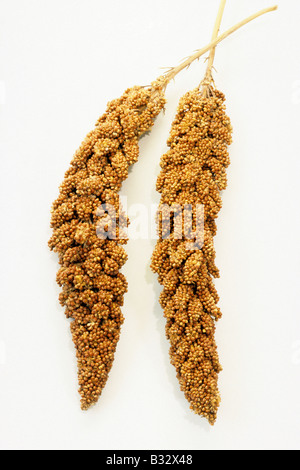 Foxtail Hirse, italienische Hirse (Setaria Italica), Samenköpfe, Studio Bild Stockfoto