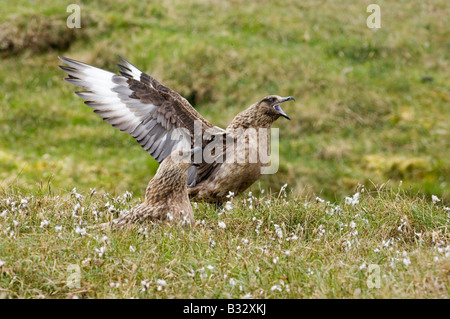 Great Skua Stercorarius Skua auf Nest zwischen Moor Baumwolle mit Mate auf Hermaness NNR Unst Shetland Juni anzeigen Stockfoto