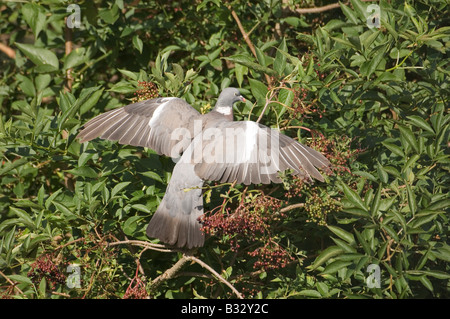 Ringeltaube Columba Palumbus Fütterung auf ältere Beeren Norfolk September Stockfoto