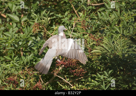 Ringeltaube Columba Palumbus Fütterung auf ältere Beeren Norfolk September Stockfoto