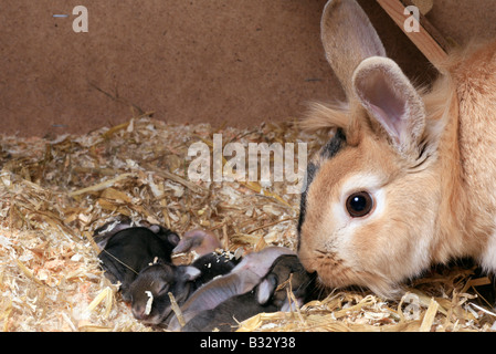 Oryctolagus Cuniculus F. Domestica, Hauskaninchen Stockfoto