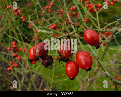 Sweet Briar rose Stockfoto