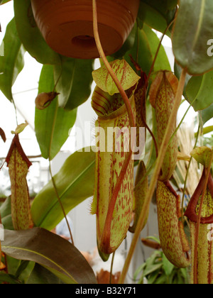 Nepenthes spec, Kannenpflanze Stockfoto