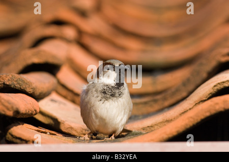 Haussperling Passer Domesticus männlichen UK Frühling Stockfoto