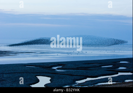 Knoten Sie Calidris Canutus wirbelnden in eine große Herde über die abwaschen Snettisham RSPB Reserve Norfolk August Stockfoto