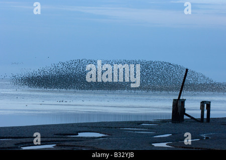 Knoten Sie Calidris Canutus wirbelnden in eine große Herde über die abwaschen Snettisham RSPB Reserve Norfolk August Stockfoto