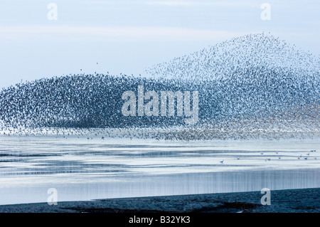 Knoten Sie Calidris Canutus wirbelnden in eine große Herde über die abwaschen Snettisham RSPB Reserve Norfolk August Stockfoto