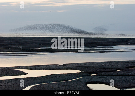 Knoten Sie Calidris Canutus wirbelnden in eine große Herde über die abwaschen Snettisham RSPB Reserve Norfolk August Stockfoto