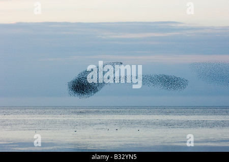 Knoten Sie Calidris Canutus wirbelnden in eine große Herde über die abwaschen Snettisham RSPB Reserve Norfolk August Stockfoto