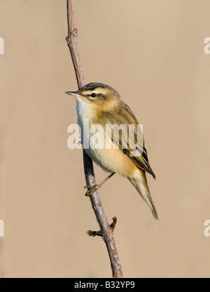 Sedge Warbler Acrocephalus Schoenobaenus Cley Norfolk April Stockfoto