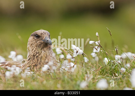 Great Skua Stercorarius Skua auf Nest zwischen Moor Baumwolle auf Hermaness NNR Unst Shetland Juni Stockfoto