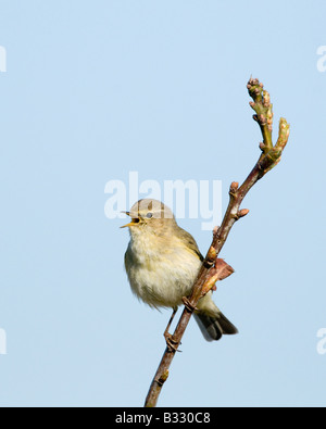 Zilpzalp Phylloscopus Collybita in Lied Cley Norfolk April Stockfoto