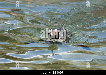 Humboldt-Pinguin Spheniscus Humboldti in Gefangenschaft Stockfoto