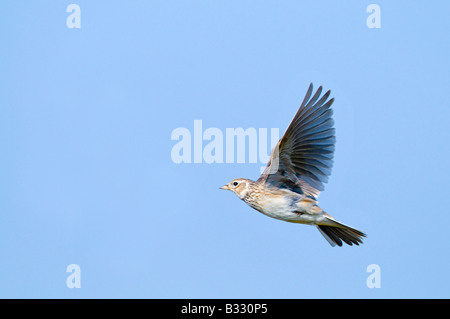 Feldlerche Alauda Arvensis in Lied Flug Norfolk April Stockfoto