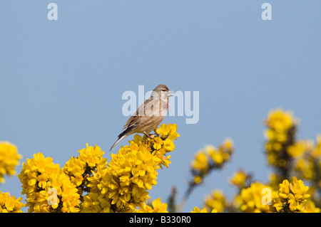 Hänfling auf Ginster Salthouse Heide Norfolk Feder Stockfoto