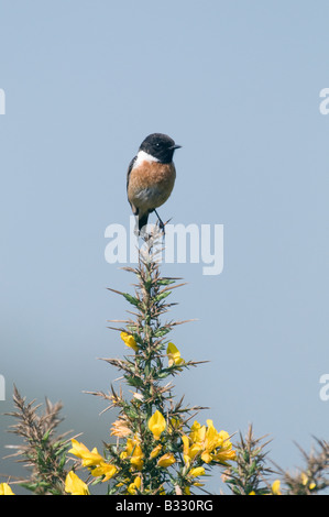 Schwarzkehlchen Saxicola Torquata männlich auf Kelling Heath Norfolk April Stockfoto