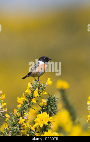 Schwarzkehlchen Saxicola Torquata männlich auf Kelling Heath Norfolk April Stockfoto