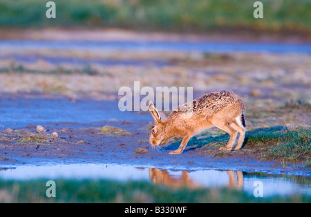 Brauner Hase Lepus Capensis Salthouse Norfolk April trinken kommen Stockfoto