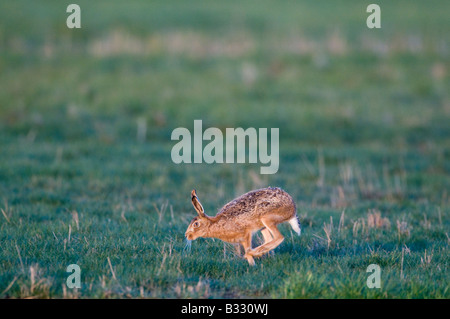 Brauner Hase Lepus Capensis quer durch Beweidung Marsh Norfolk April Stockfoto