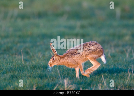 Brauner Hase Lepus Capensis quer durch Beweidung Marsh Norfolk April Stockfoto