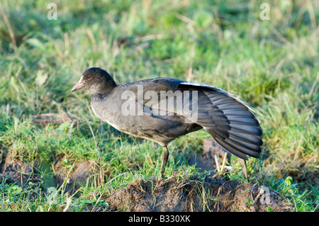 Blässhuhn Fulica Atra Juvenile Cley Norfolk Stockfoto