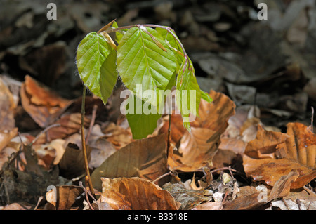 Buche, Rotbuche (Fagus Sylvatica). Sämling mit Federblättern Stockfoto