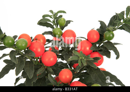 Solanum Pseudo-Capsicum, Solanum Pseudocapsicum, Korallenstrauch Stockfoto