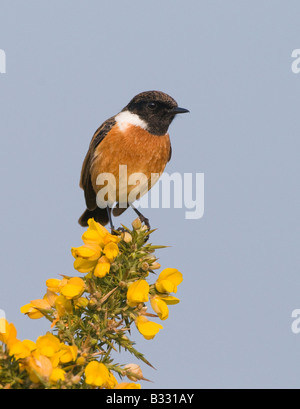 Schwarzkehlchen Saxicola Torquata männlich auf Kelling Heath Norfolk April Stockfoto