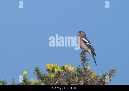 Buchfink Fringilla Coelebs männlichen Norfolk April Stockfoto
