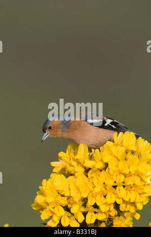 Buchfink Fringilla Coelebs männlichen Norfolk April Stockfoto