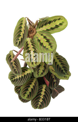 Maranta Leuconeura 'Erythroneura', Gebet Pflanze rot geäderten Maranta Stockfoto