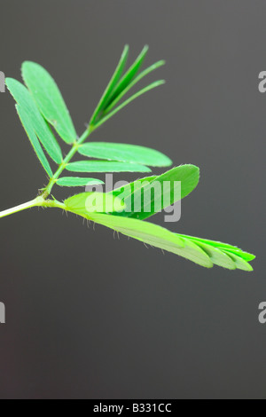 Mimose, Sinnpflanze, Röhricht- Stockfoto