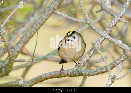 Goldcrest Regulus Regulus Suffolk April Stockfoto