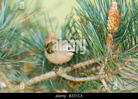 Goldcrest Regulus Regulus Suffolk April Stockfoto