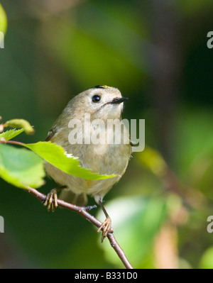 Goldcrest Regulus Regulus Suffolk April Stockfoto